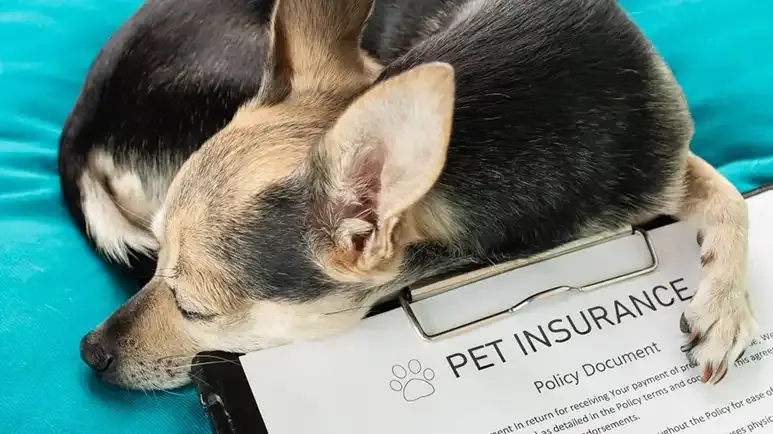 is pet insurance worth the cost of premiums