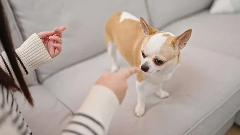 obsessive compulsive disorder in dogs