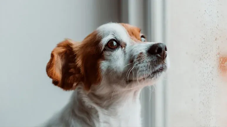 pet storm anxiety