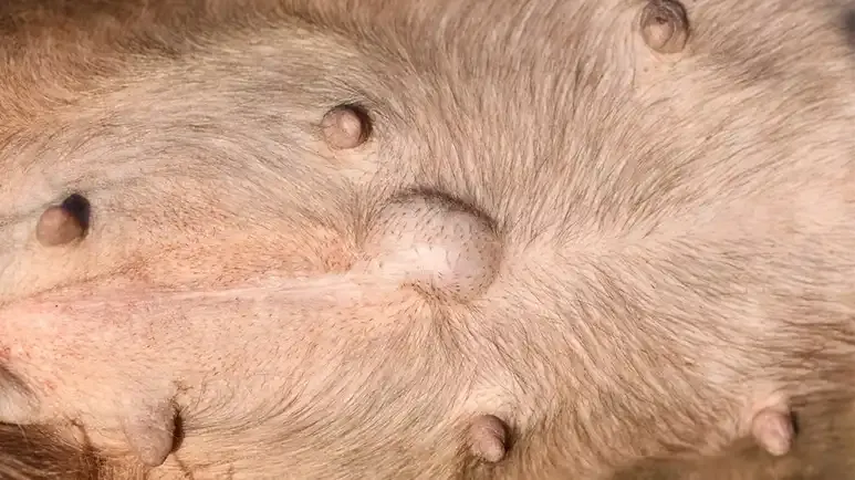 puppy umbilical hernia