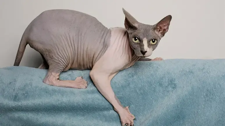 sphynx cat