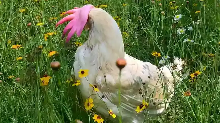 the day this hen got her life back