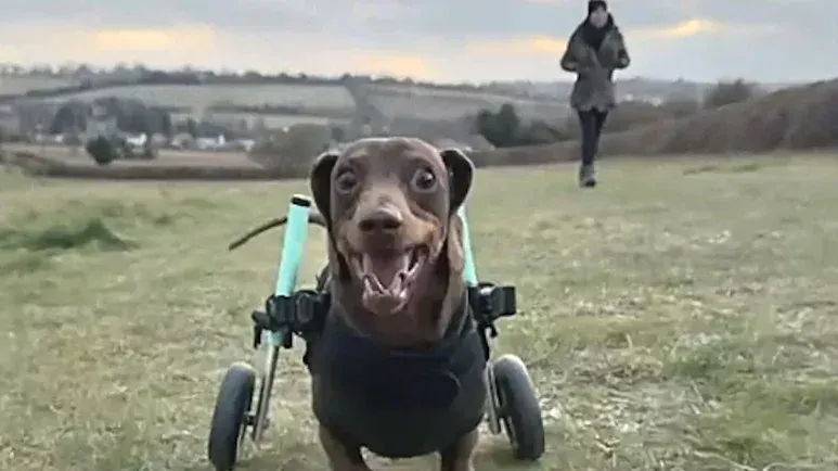 the happiest dog on 4 little wheels