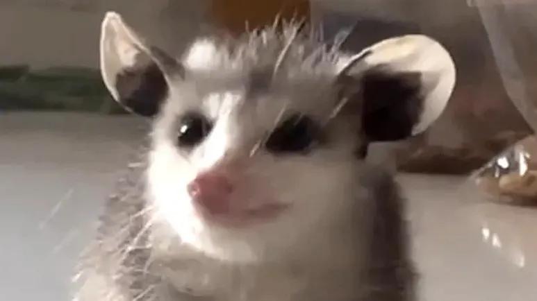 the possum who found her perfect family