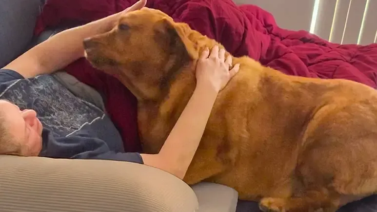 this 100 pound rescue dog got a second chance