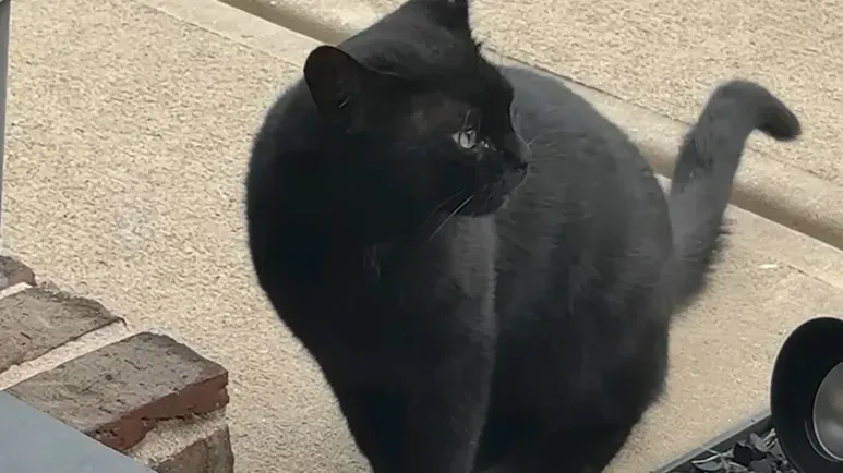 this cat didnt ask he moved in