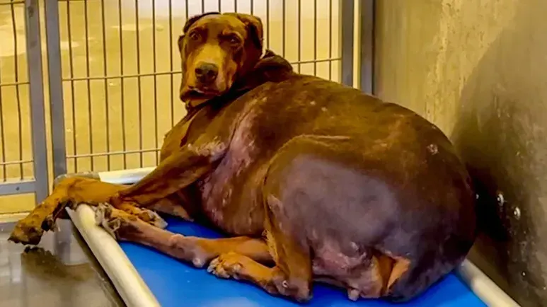 this dobermans life completely changed
