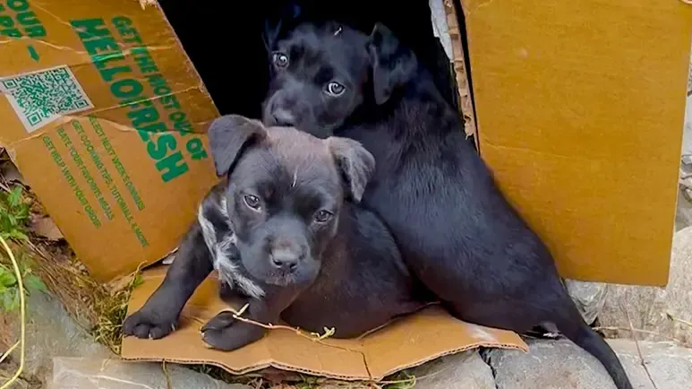 tiny puppies needed one hero