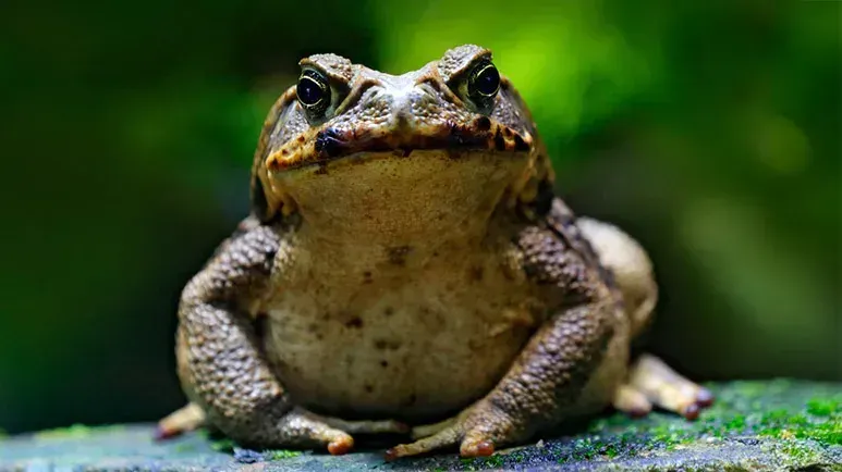 toads poisonous to dogs
