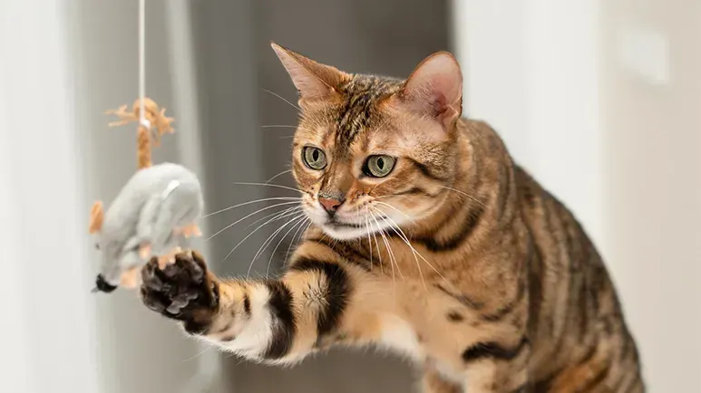wild cat instincts