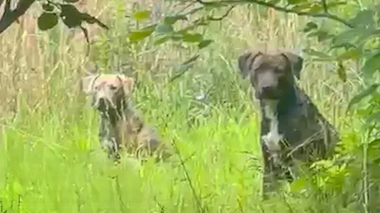 2 mama dogs refused to leave each other