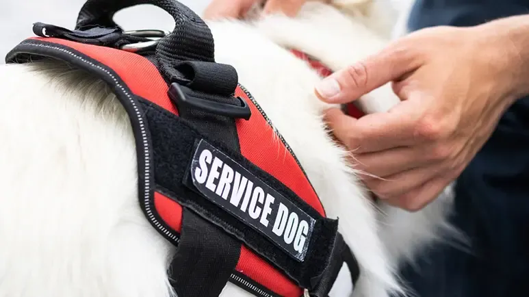 bogus service animal certifications being sold online