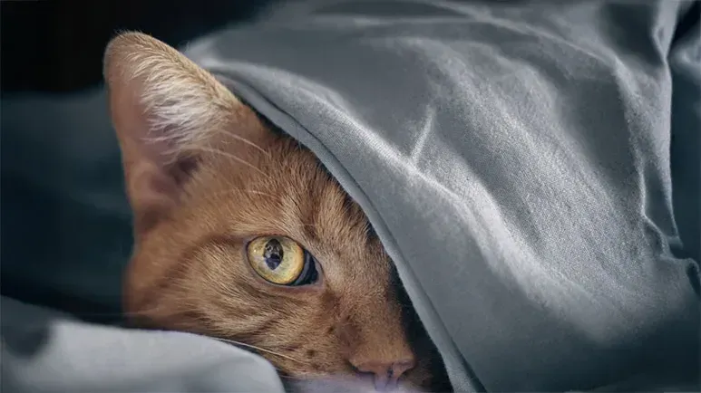 cat health warning signs