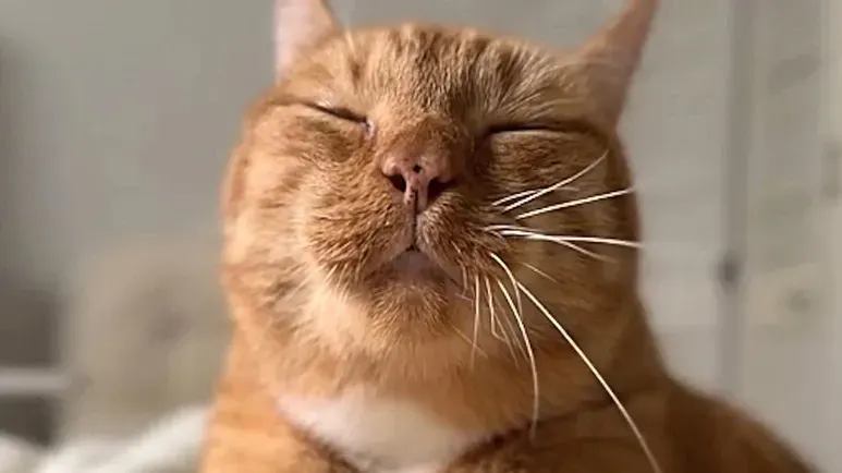cat makes extra biscuits when mom has a bad day