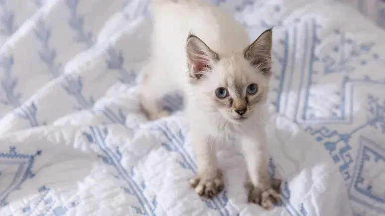cat making biscuits