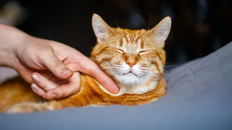 cat purr