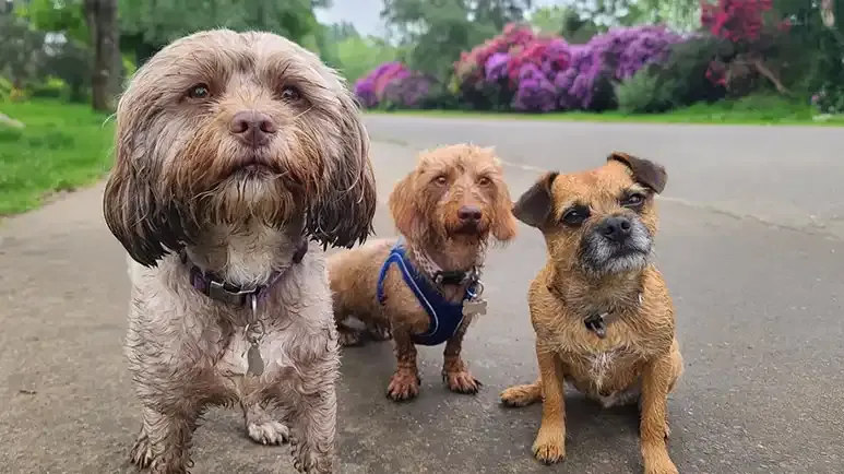 chondrodystrophy in dogs