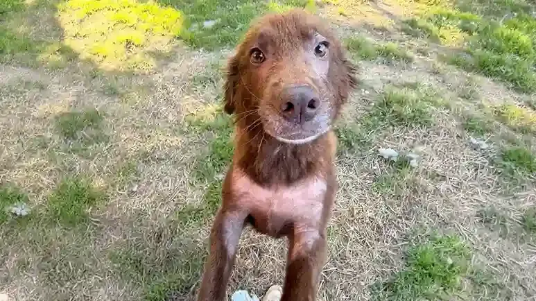 cinnamon finally gets to run free