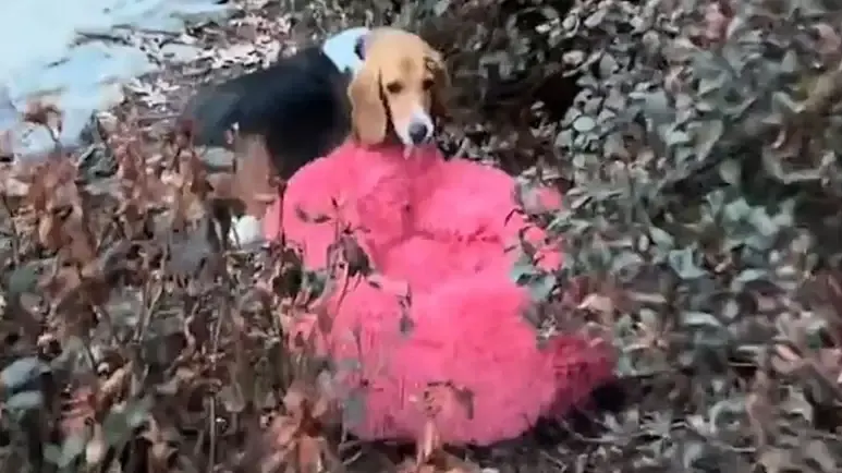 determined dog has one very important daily mission