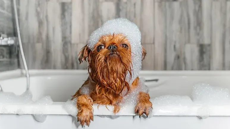 dog bathing schedule