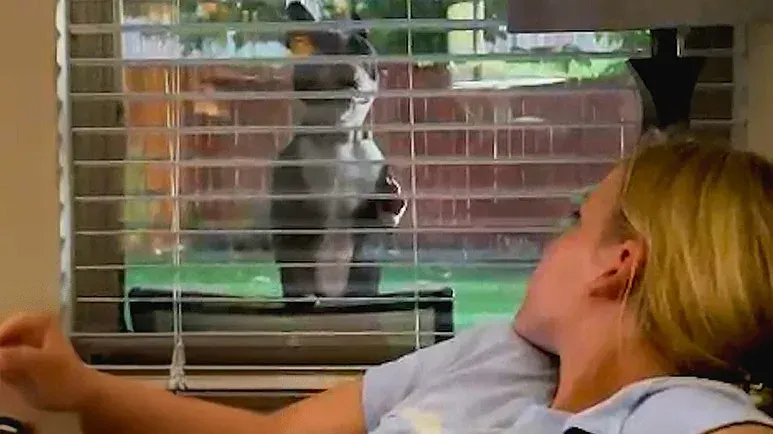 dog busts through fence to see his favorite kids