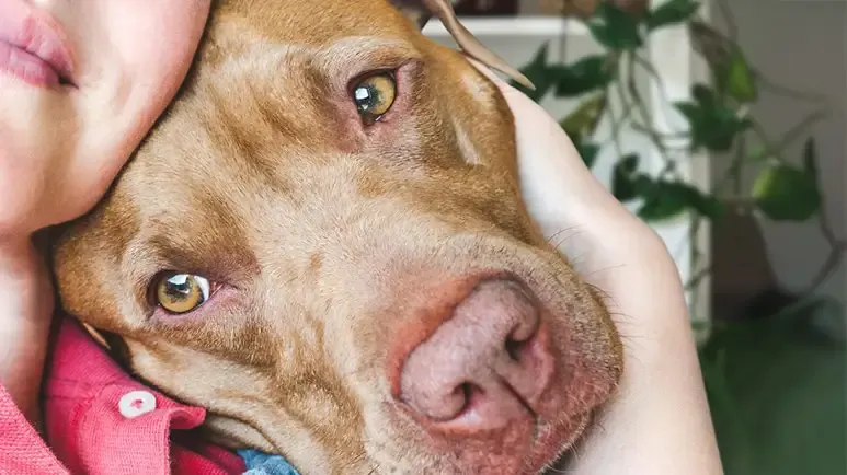 dog empathy