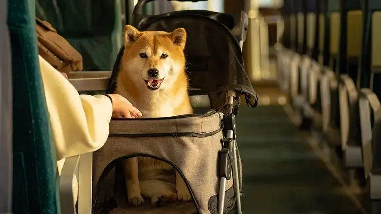 dogs air travel