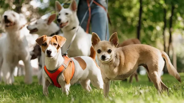 dogs prefer petting to praise