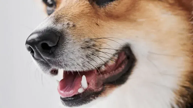 dogs teeth facts