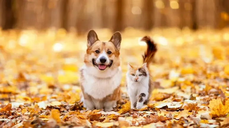 fall pet hazards