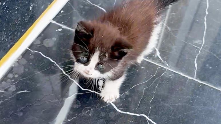 freezing kitten finally finds someone who stops