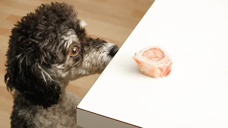 pancreatitis in dogs