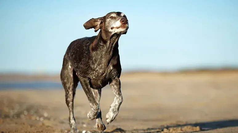 pets mobility issues