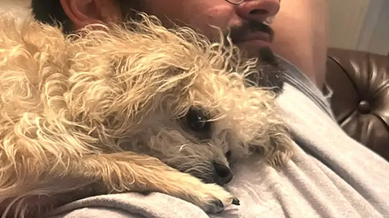 scared rescue dog falls hard for her foster dad