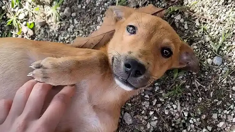 tiny street puppy chooses a tourist as her person