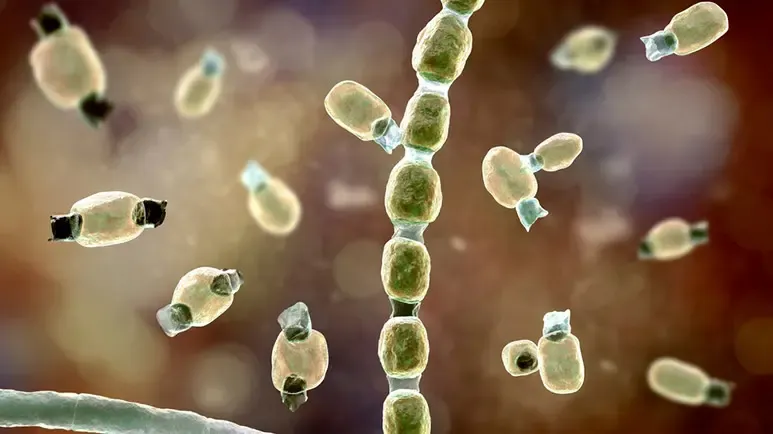 valley fever in dogs