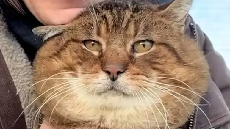 20 year old feral cat finally lets someone love him