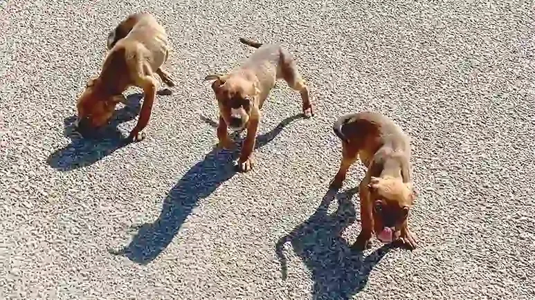 abandoned puppies get the second chance they deserve