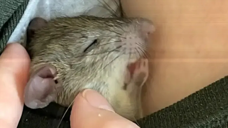 baby rat falls from roof and finds a new mom