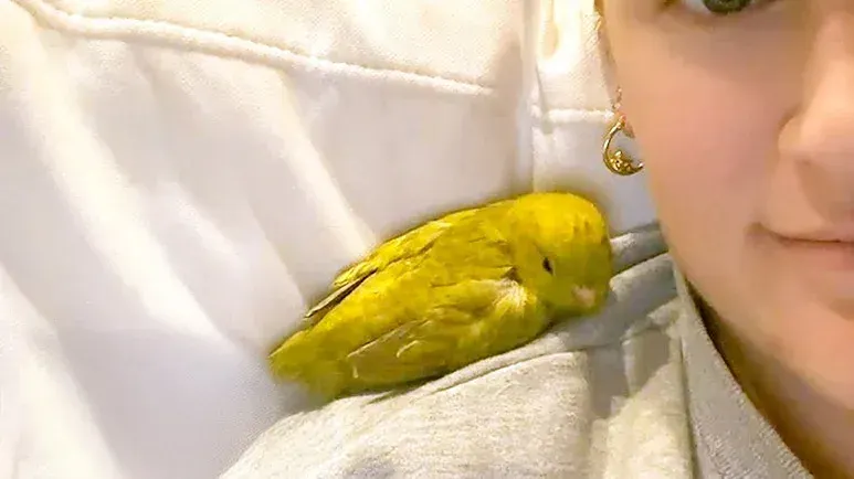 bird thinks shes a puppy and acts like one
