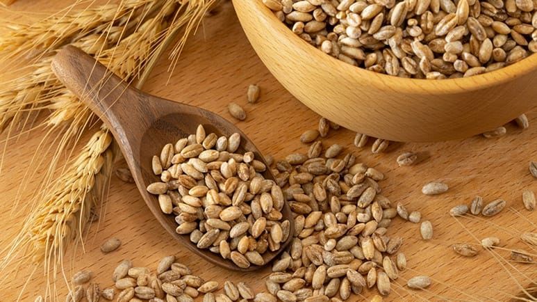 can you feed barley to your pets