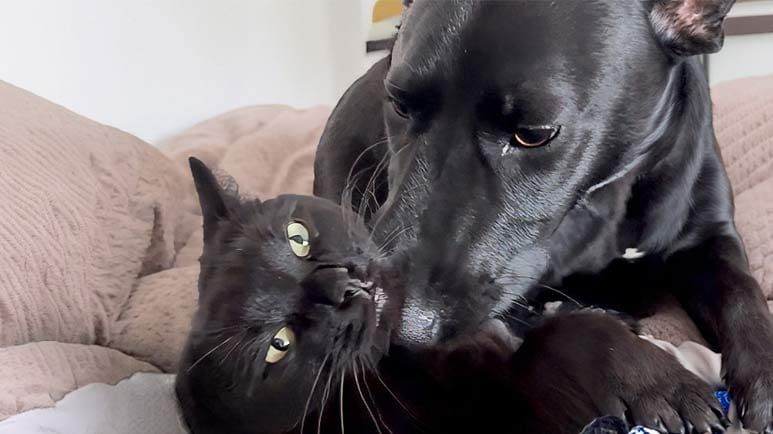  cat shows his best friend love by eating her