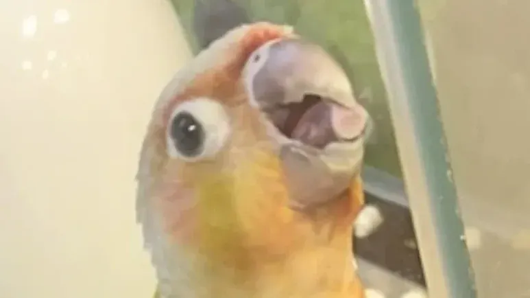 dad says no to bird until his daughter starts crying