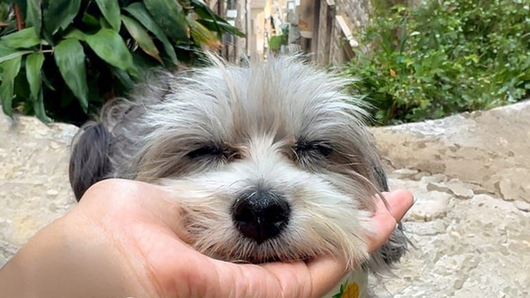 dog afraid of everything has now seen 21 countries