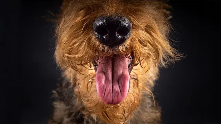 dog bad breath causes remedies