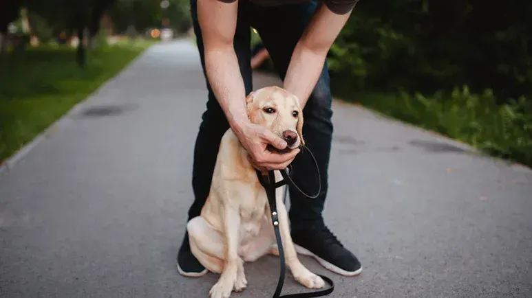 dog choking