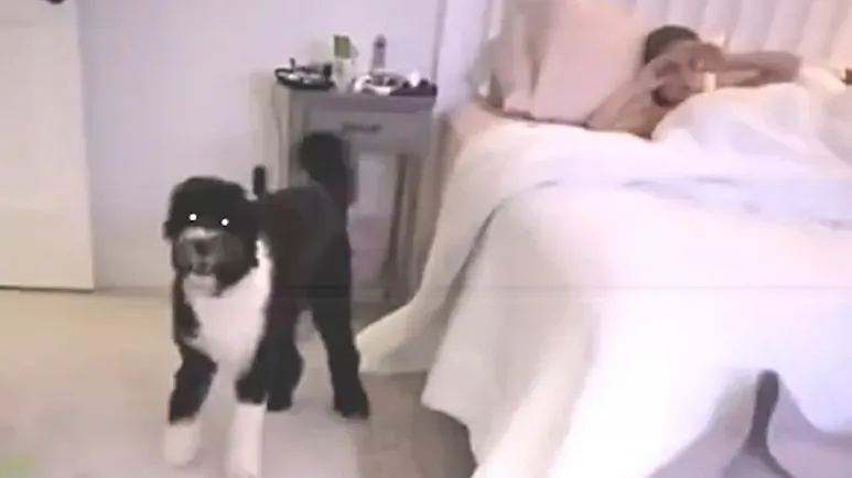 dog chose this little girl before anyone knew why