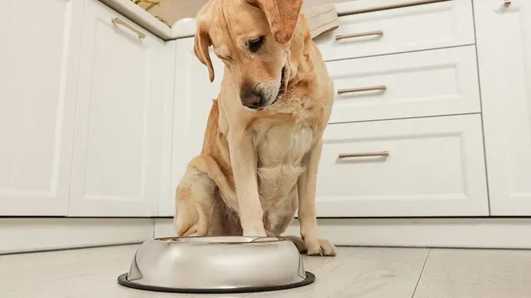 dog disease fighting foods