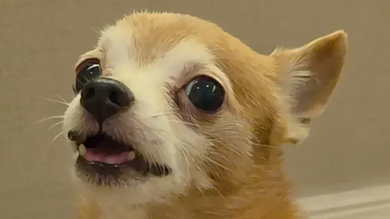 dog learned how to tell his mom i love you