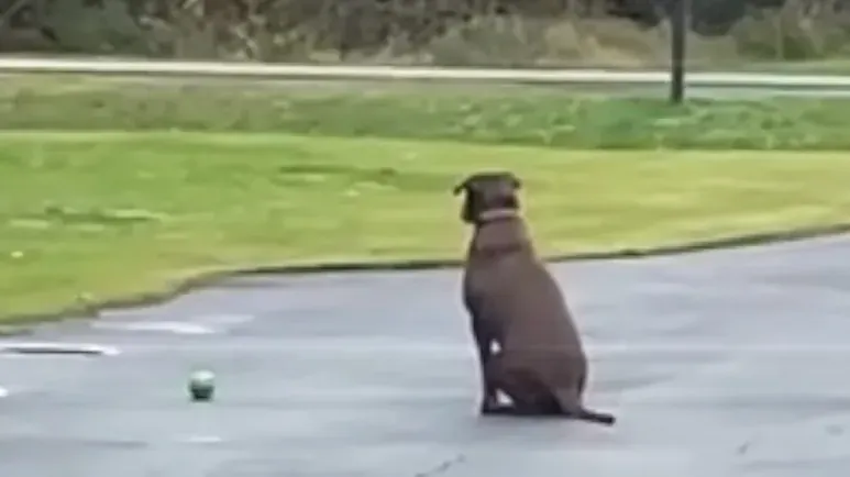 dog still waits in the driveway for her dad